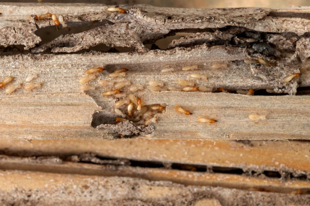 Best Commercial Pest Control Services  in The Village Of Indian Hill, OH